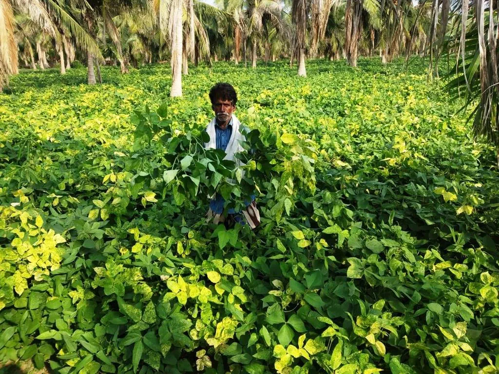  Unproductive Urad seed in thanjavur 
